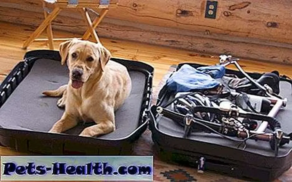 Getting psyched for a biking trip with his favorite human. Photo: Ted Kerasote Getting psyched for a biking trip with his favorite human. Photo: Ted Kerasote