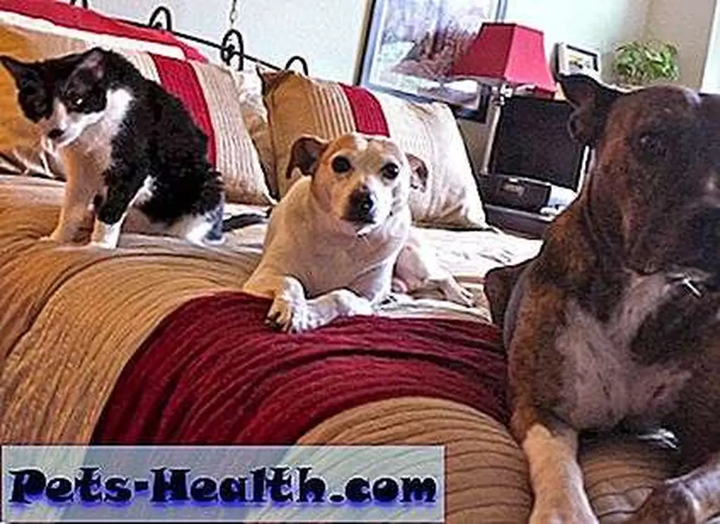 Just a bunch of dogs hanging on the bed. Just a bunch of dogs hanging on the bed.