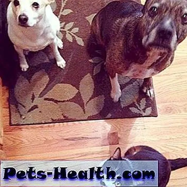 We're all sitting, lady. Now hand over the treats! We're all sitting, lady. Now hand over the treats!