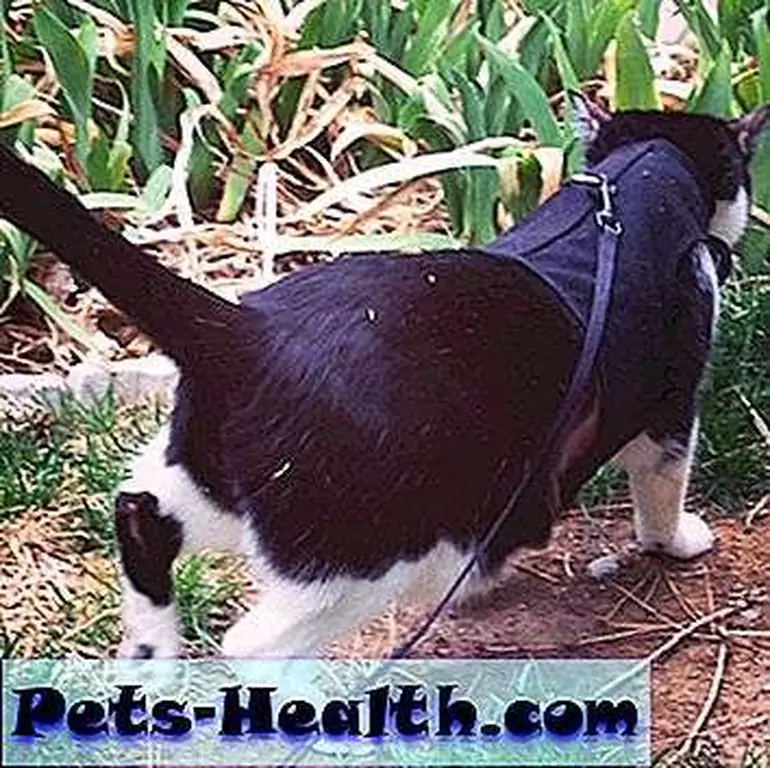 It's great to be a cat-dog! It's great to be a cat-dog!