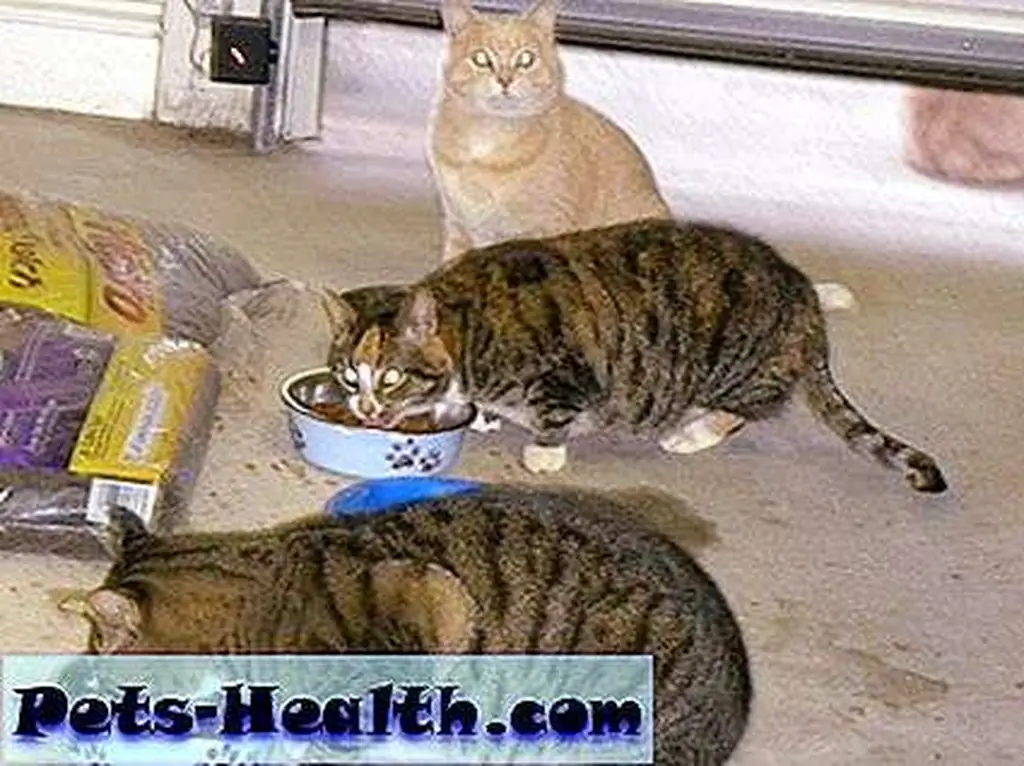 I feed my feral cats good-quality food. I feed my feral cats good-quality food.