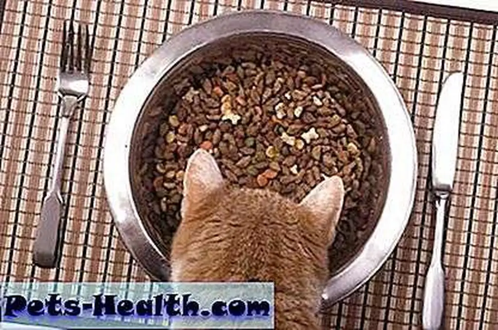 The better you feed your cat, the better chance she will have a healthy, long life. Cat at dinner table by Shutterstock The better you feed your cat, the better chance she will have a healthy, long life. Cat at dinner table by Shutterstock