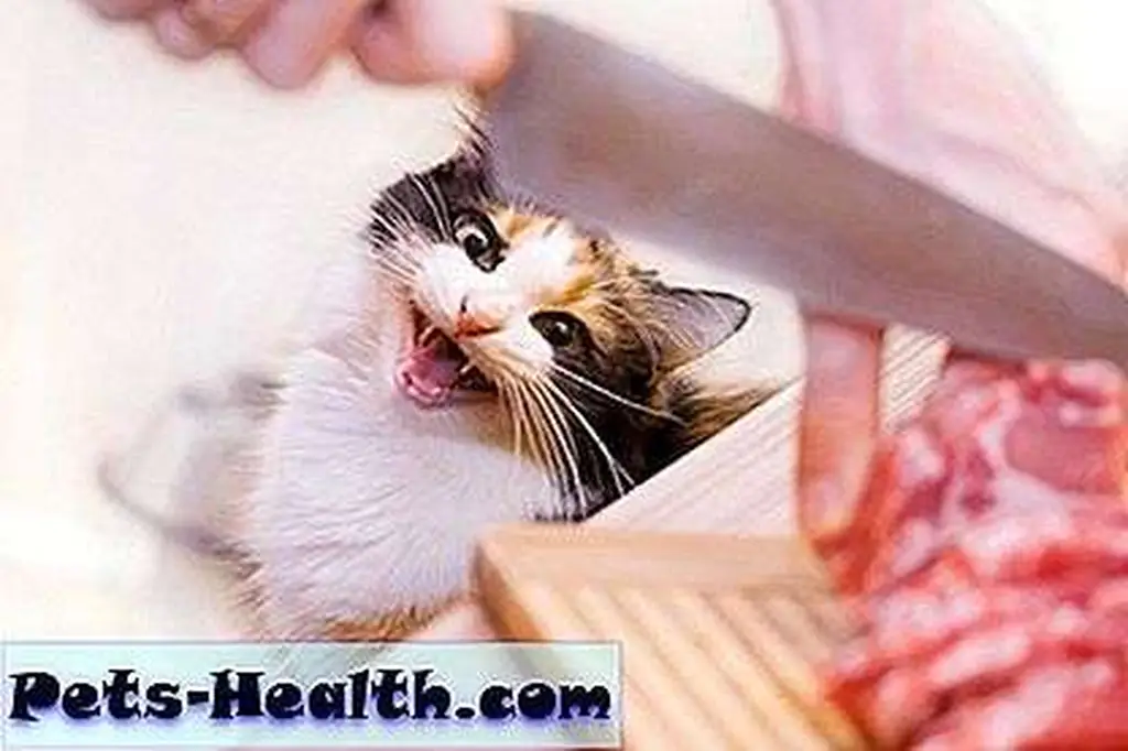 Yum! How about some custom-made meals for kitty? Cat and meat on the table by Shutterstock Yum! How about some custom-made meals for kitty? Cat and meat on the table by Shutterstock