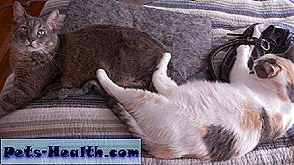 My cats, Bubba Lee Kinsey and Phoenix, enjoy an afternoon nap. My cats, Bubba Lee Kinsey and Phoenix, enjoy an afternoon nap.