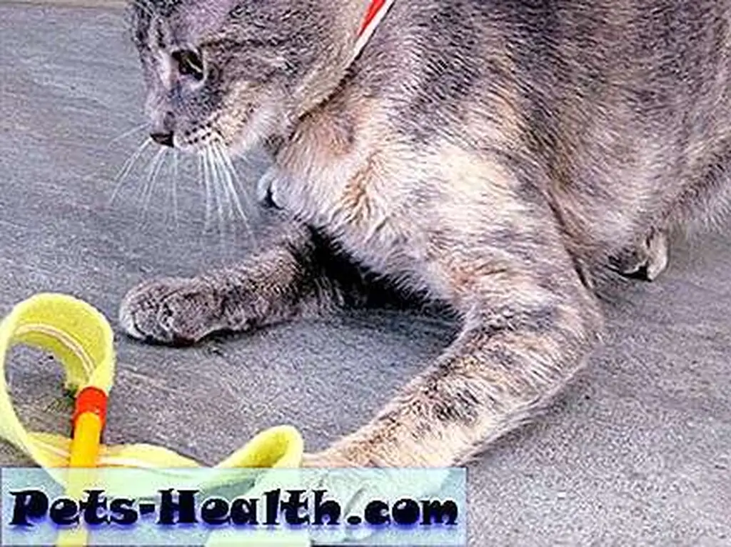 Despite her disabilities, Gretchen loved to play. Despite her disabilities, Gretchen loved to play.