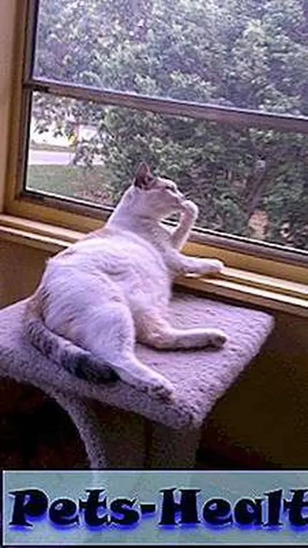 Phoenix bathes in the window. She has no shame. Phoenix bathes in the window. She has no shame.