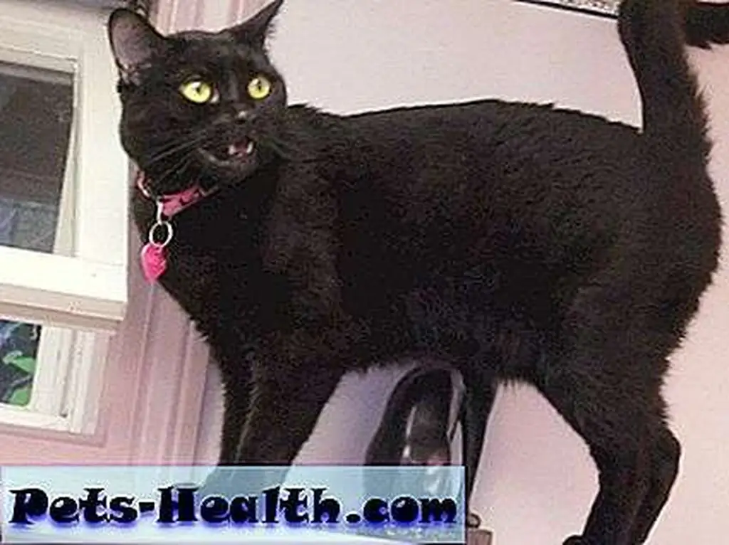 The higher, the better: Dahlia explores her favorite shelf. Photo by JaneA Kelley