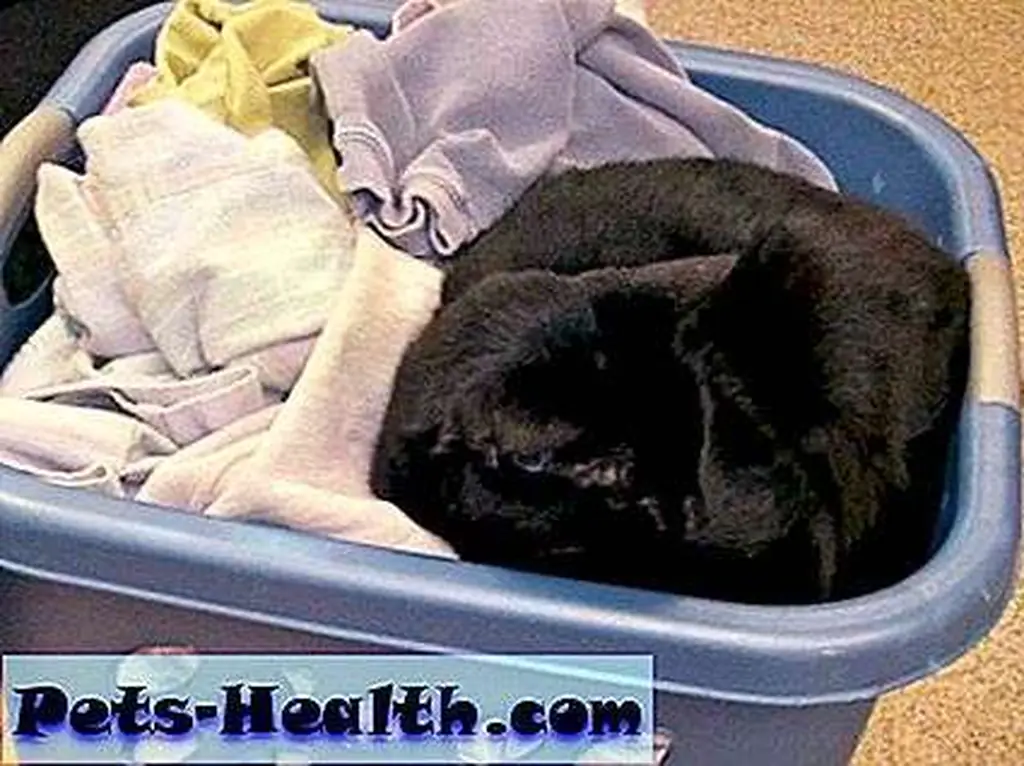 Mama's little helper: Siouxsie assists with processing warm, dry laundry. Photo by JaneA Kelley