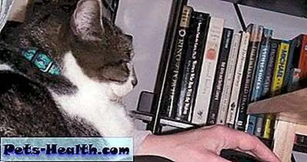 Thomas supervises me while I write a blog post. Photo by JaneA Kelley