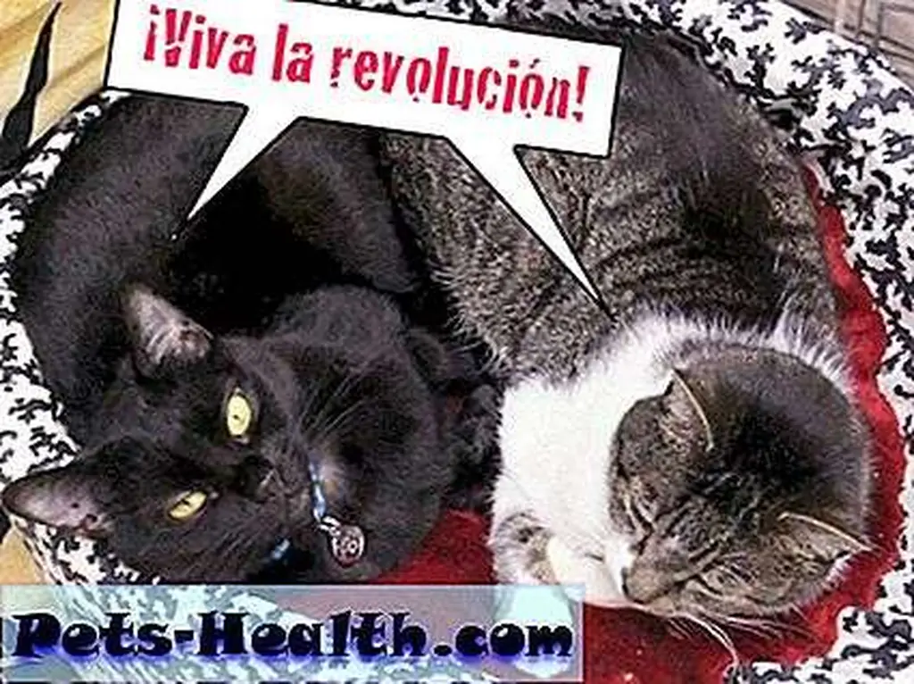 Coup de cat! Thomas and Dahlia seize Siouxsie's throne. Photo by JaneA Kelley