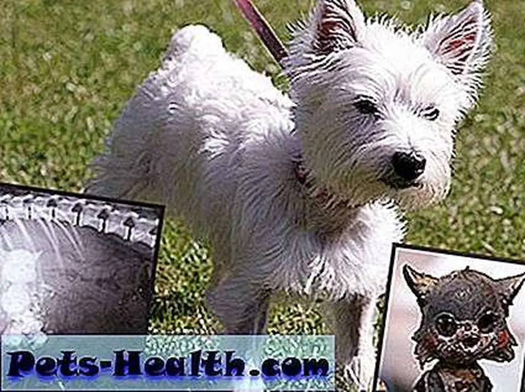 dogswallows5cats dogswallows5cats