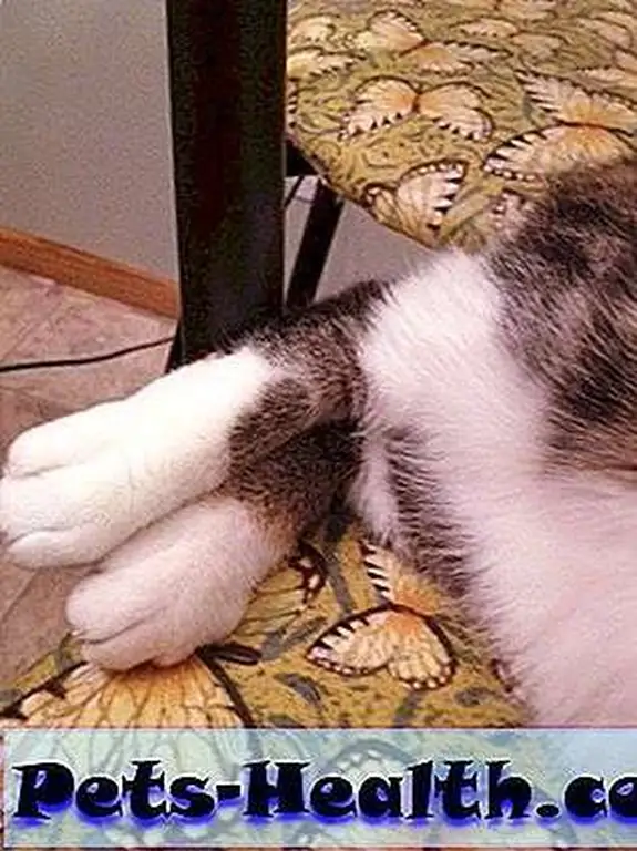 Phoebe's feet are even cuter when they're stacked. Phoebe's feet are even cuter when they're stacked.