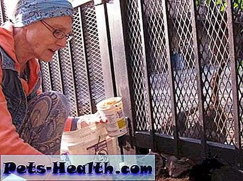 Sheila feeds many cats on her daily rounds. Here she's dishing up for Delano, Miss Betty, and Grady Tate. (Photo courtesy Sheila Massey) Sheila feeds many cats on her daily rounds. Here she's dishing up for Delano, Miss Betty, and Grady Tate. (Photo courtesy Sheila Massey)