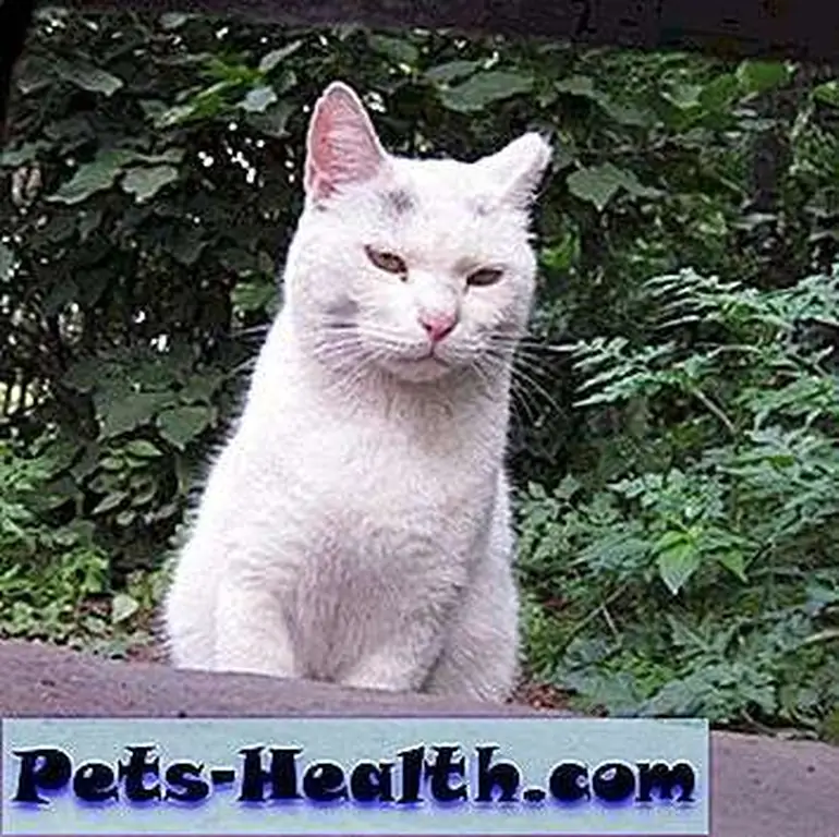Feral cat Cream Puff has a bold attitude. (Photo by Sheila Massey) Feral cat Cream Puff has a bold attitude. (Photo by Sheila Massey)