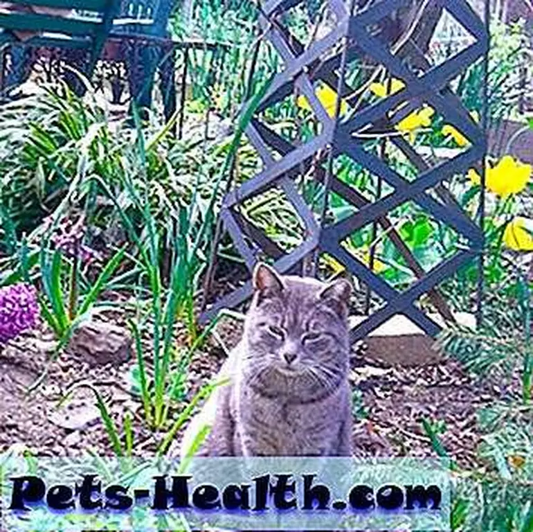 Grady Tate, named after the jazz musician, still hunts for mice on the block even though she is fed daily. (Photo courtesy Sheila Massey) Grady Tate, named after the jazz musician, still hunts for mice on the block even though she is fed daily. (Photo courtesy Sheila Massey)