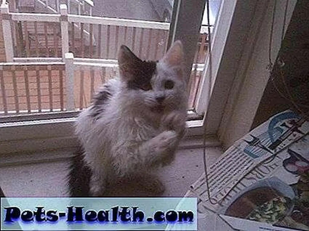 Agnes as a kitten, begging for fancy food. Agnes as a kitten, begging for fancy food.