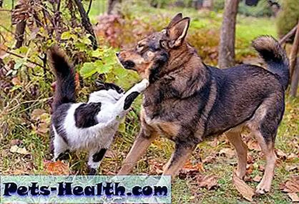 Once a cat and dog settle in together, cats are pretty good at setting boundaries with dogs. Cat swatting a dog by Shutterstock Once a cat and dog settle in together, cats are pretty good at setting boundaries with dogs. Cat swatting a dog by Shutterstock
