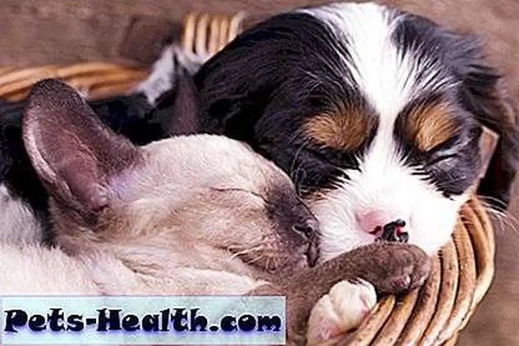Spaniel puppy and Siamese kitten by Shutterstock Spaniel puppy and Siamese kitten by Shutterstock