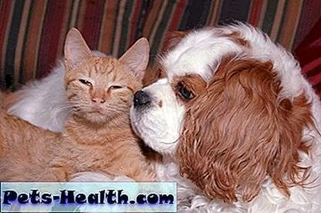 Cat and dog friends by Shutterstock Cat and dog friends by Shutterstock