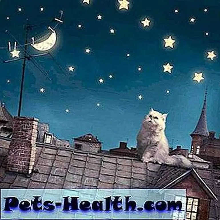 Cat under the stars by Shutterstock Cat under the stars by Shutterstock