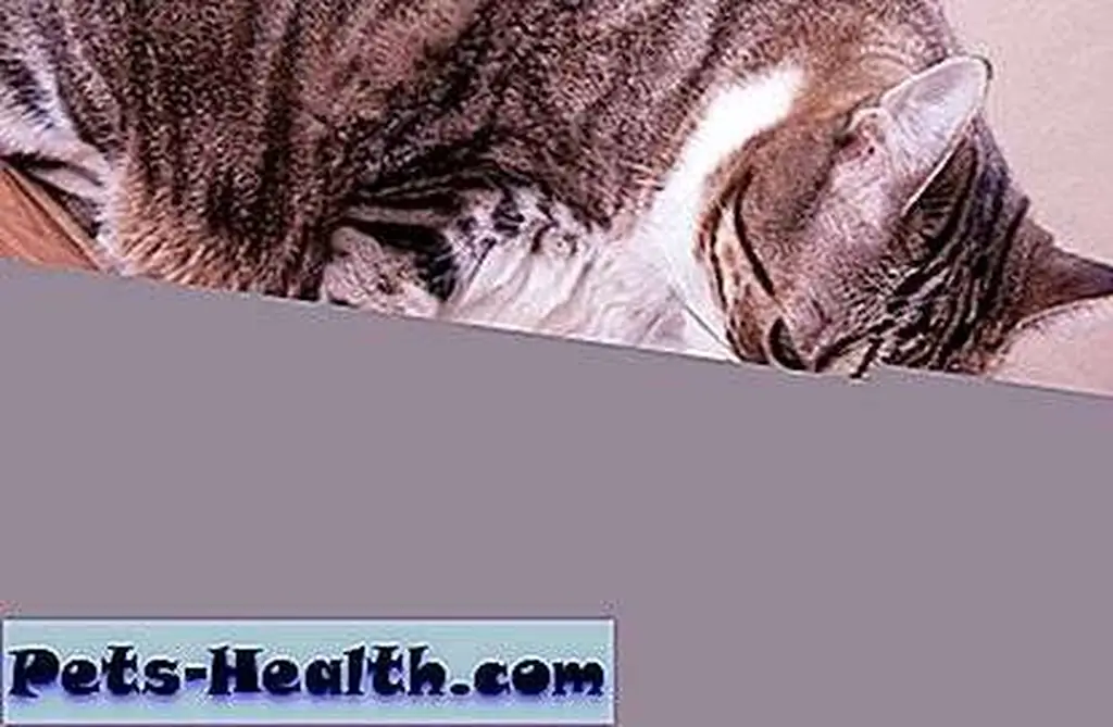 Cat drinking water from a glass by Shutterstock Cat drinking water from a glass by Shutterstock