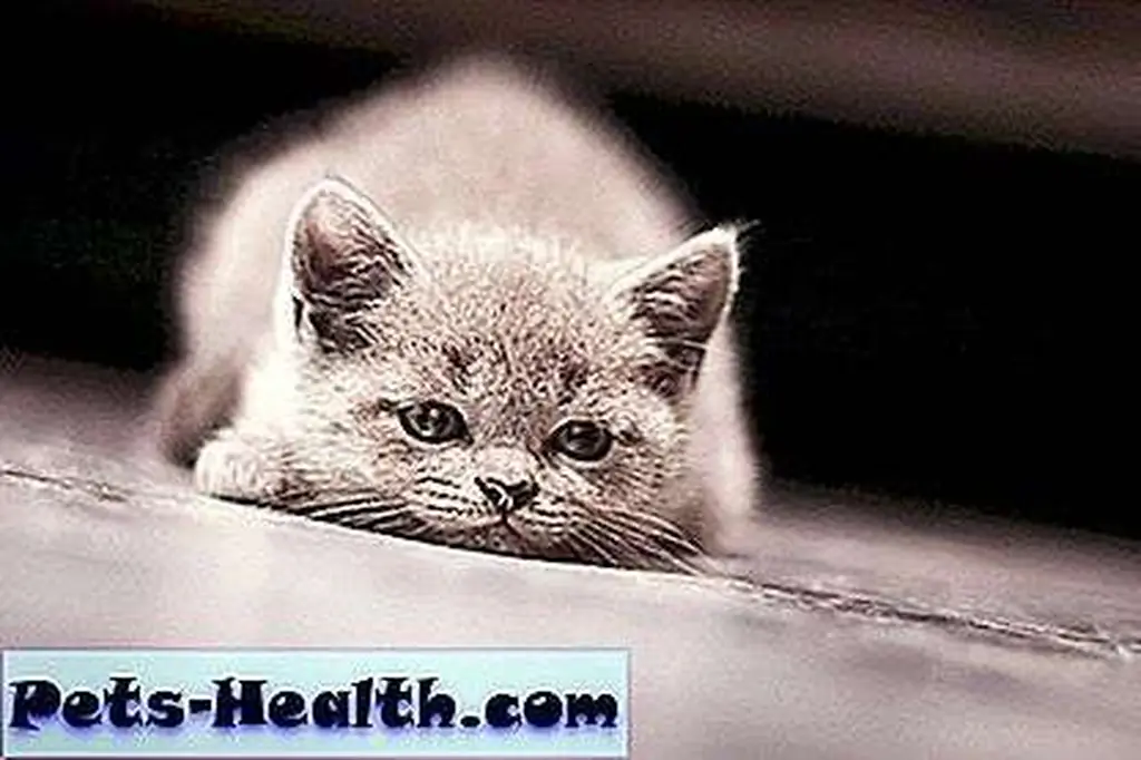 In the dark, introspection is king. Sleepy kitten by Shutterstock. In the dark, introspection is king. Sleepy kitten by Shutterstock.