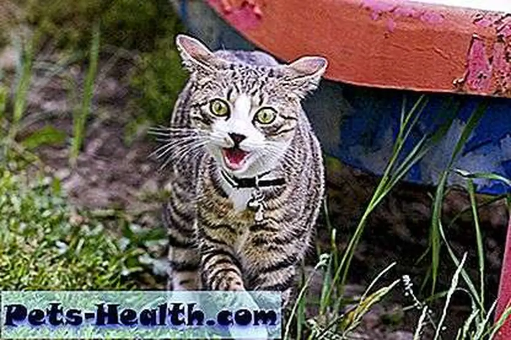 Here's an indoor cat who's been outside too long. See that look? He needs some Scotch and a dark room. Crazy cat outside by Shutterstock. Here's an indoor cat who's been outside too long. See that look? He needs some Scotch and a dark room. Crazy cat outside by Shutterstock.