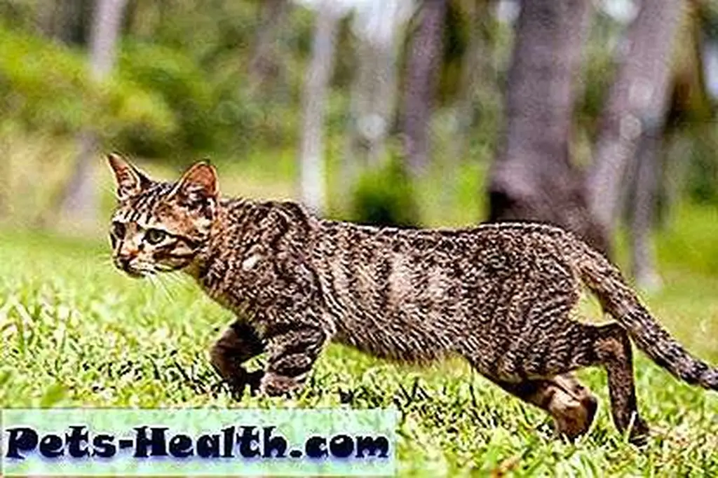 Some cats are not as coordinated as others. A cat walks quickly by Shutterstock. Some cats are not as coordinated as others. A cat walks quickly by Shutterstock.