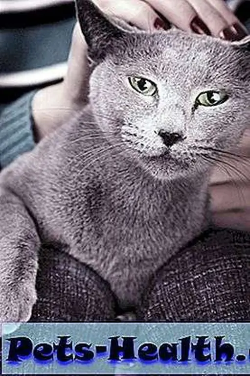 Good things happen indoors. Gray cat by Shutterstock. Good things happen indoors. Gray cat by Shutterstock.