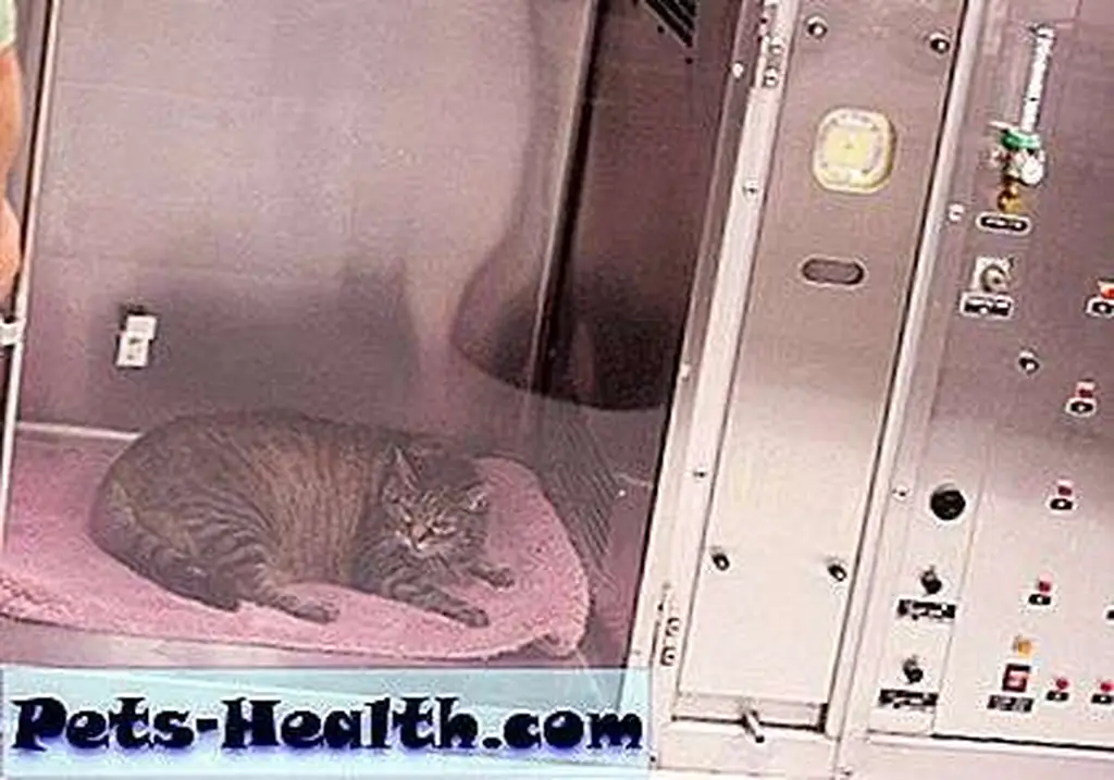 Vet tech checking on a cat in an oxygen cage by Shutterstock Vet tech checking on a cat in an oxygen cage by Shutterstock