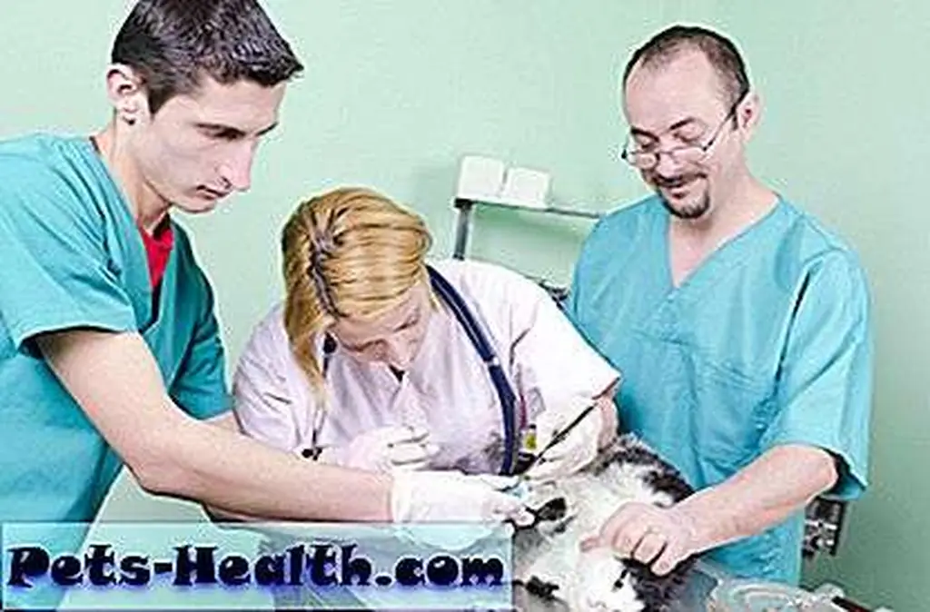 Two vet techs assist while a veterinarian sutures a cat's wound by Shutterstock Two vet techs assist while a veterinarian sutures a cat's wound by Shutterstock