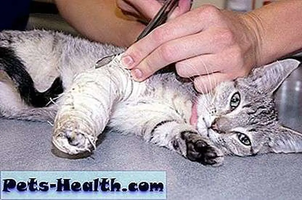 Vet tech removing a cast from a kitten by Shutterstock Vet tech removing a cast from a kitten by Shutterstock