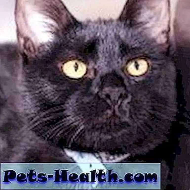 cat cat