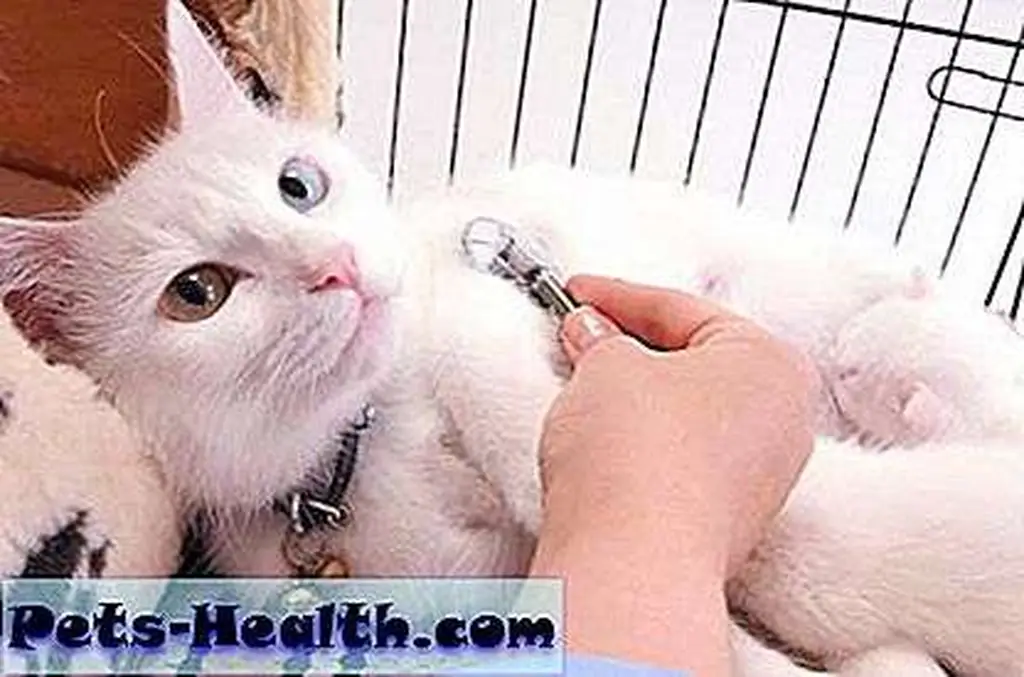 A good vet repeatedly checks that an animal's health issues are severe enough for euthanasia. White cat being examined by Shutterstock