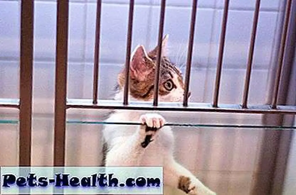 Cat waiting for treatment by Shutterstock.com.