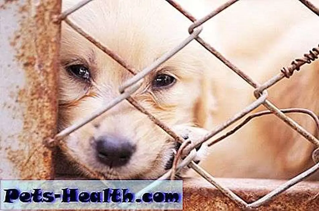 Mill dog photo by Shutterstock. Mill dog photo by Shutterstock.