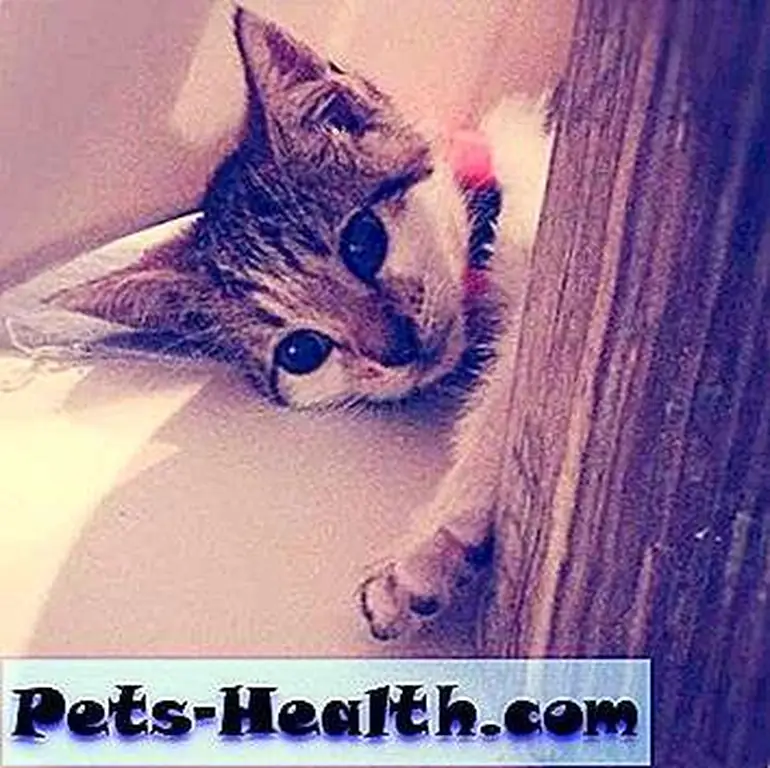 Image Image