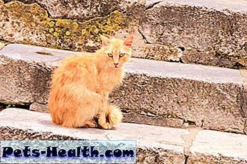 Red stray cat on steps by Shutterstock.com Red stray cat on steps by Shutterstock.com