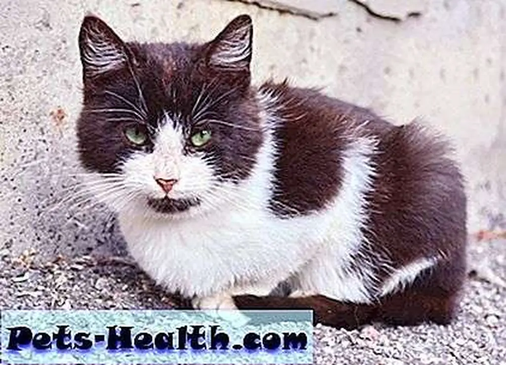 The holding time for strays at some shelters might only be a couple of days, so even after you've reported your cat missing, check back early and often. Little cat with sad eyes by Shutterstock.com The holding time for strays at some shelters might only be a couple of days, so even after you've reported your cat missing, check back early and often. Little cat with sad eyes by Shutterstock.com