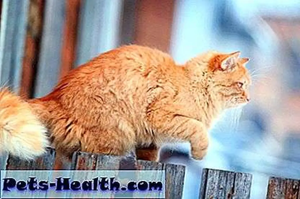 Red cat on a wooden fence by Shutterstock.com Red cat on a wooden fence by Shutterstock.com