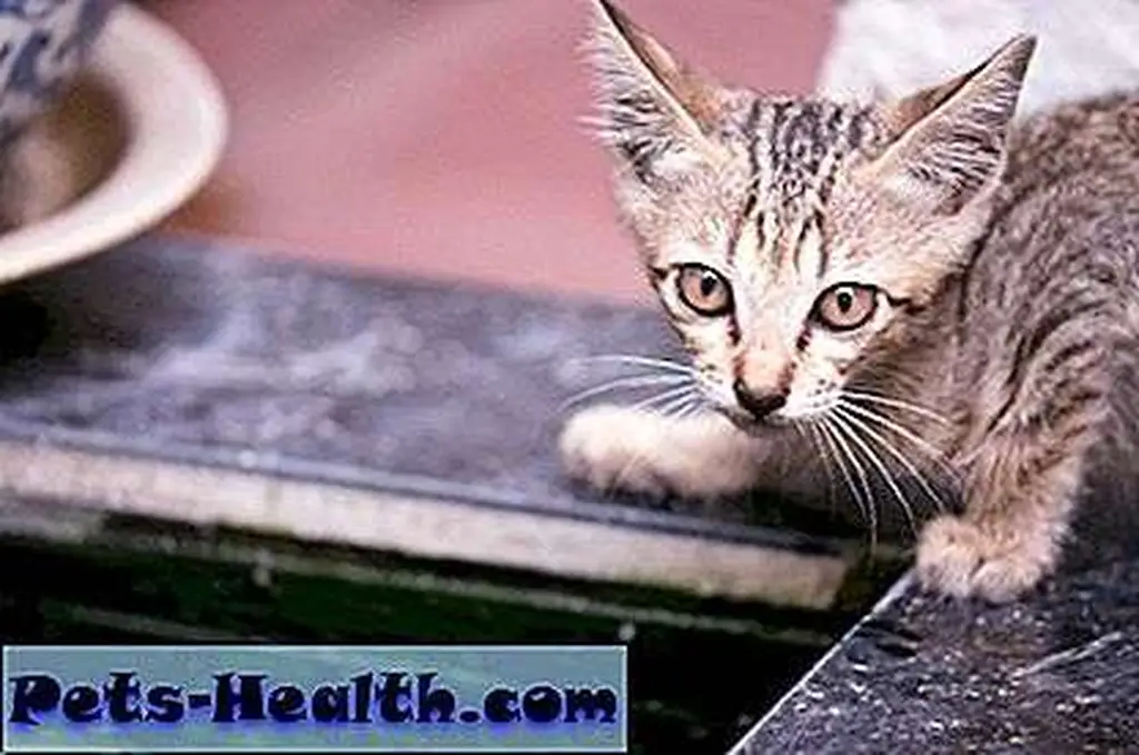Street cat in Thailand by Shutterstock Street cat in Thailand by Shutterstock