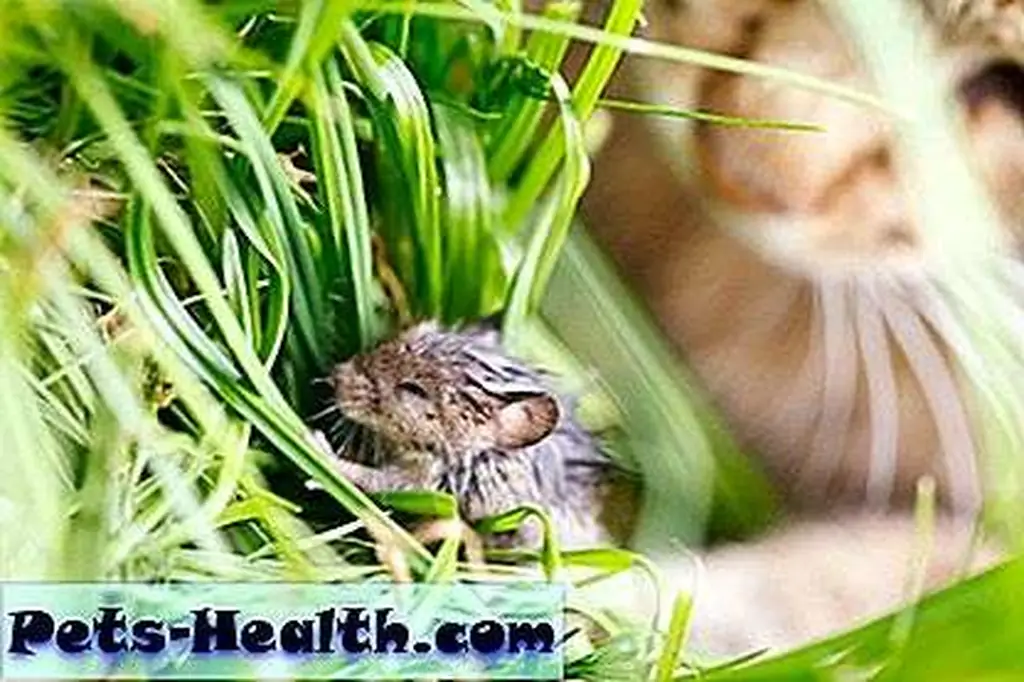 Cat hunting a mouse by Shutterstock Cat hunting a mouse by Shutterstock