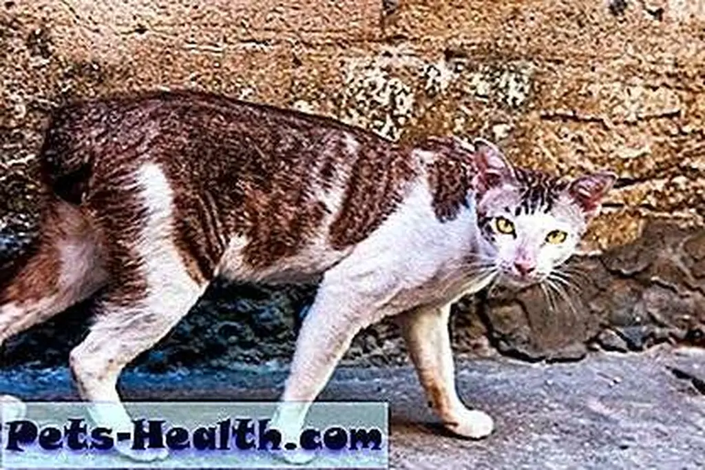 Feral cat by Shutterstock Feral cat by Shutterstock