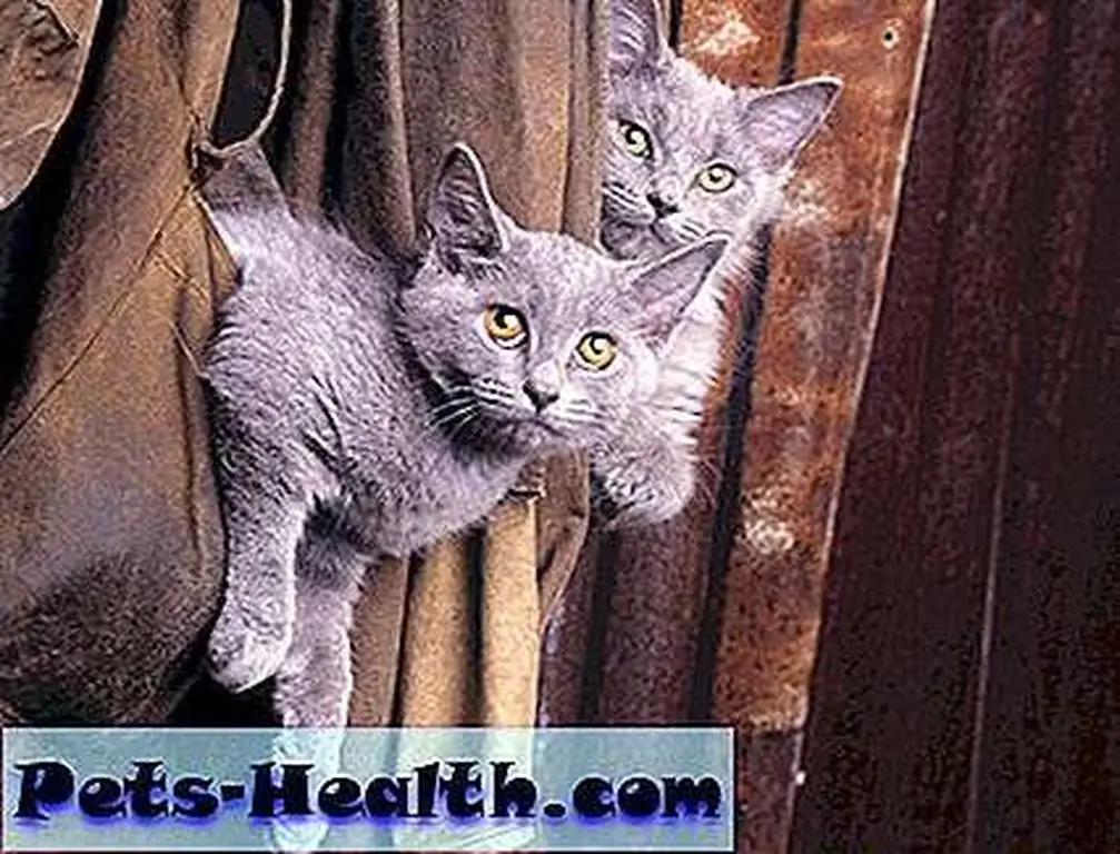 Image Image