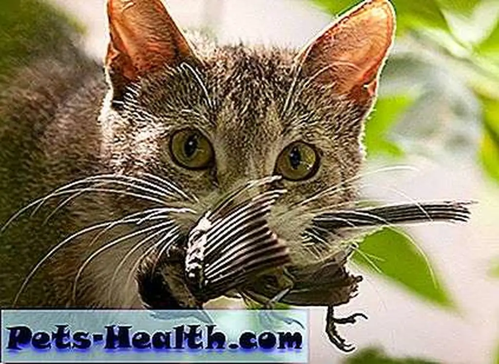 Cat with a bird in his mouth by Shutterstock. Cat with a bird in his mouth by Shutterstock.