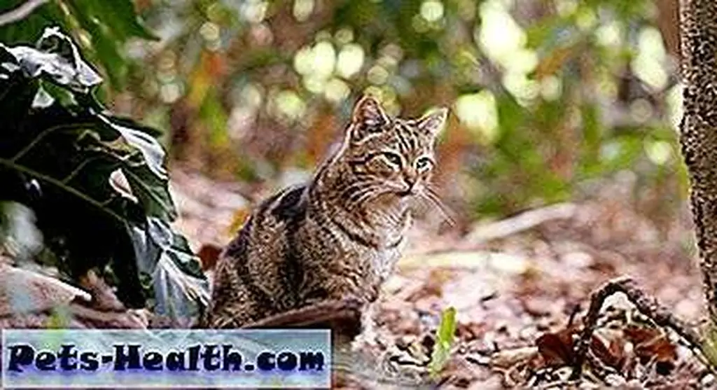 Feral cat camouflaged by Shutterstock. Feral cat camouflaged by Shutterstock.
