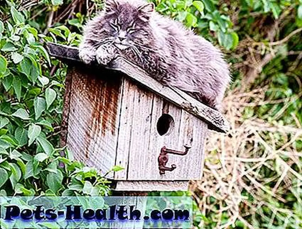 Feral cat sleeping on a birdhouse by Shutterstock. Feral cat sleeping on a birdhouse by Shutterstock.