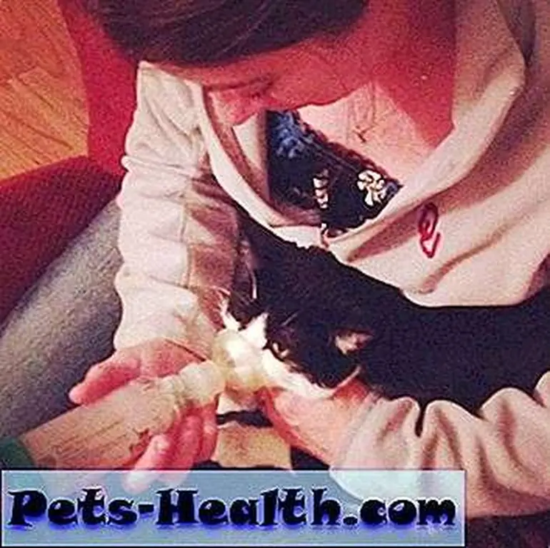 Giving Smudge his asthma treatment. Giving Smudge his asthma treatment.