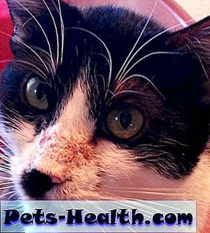 Cats rarely get demodex. Mine did. Of course. Cats rarely get demodex. Mine did. Of course.