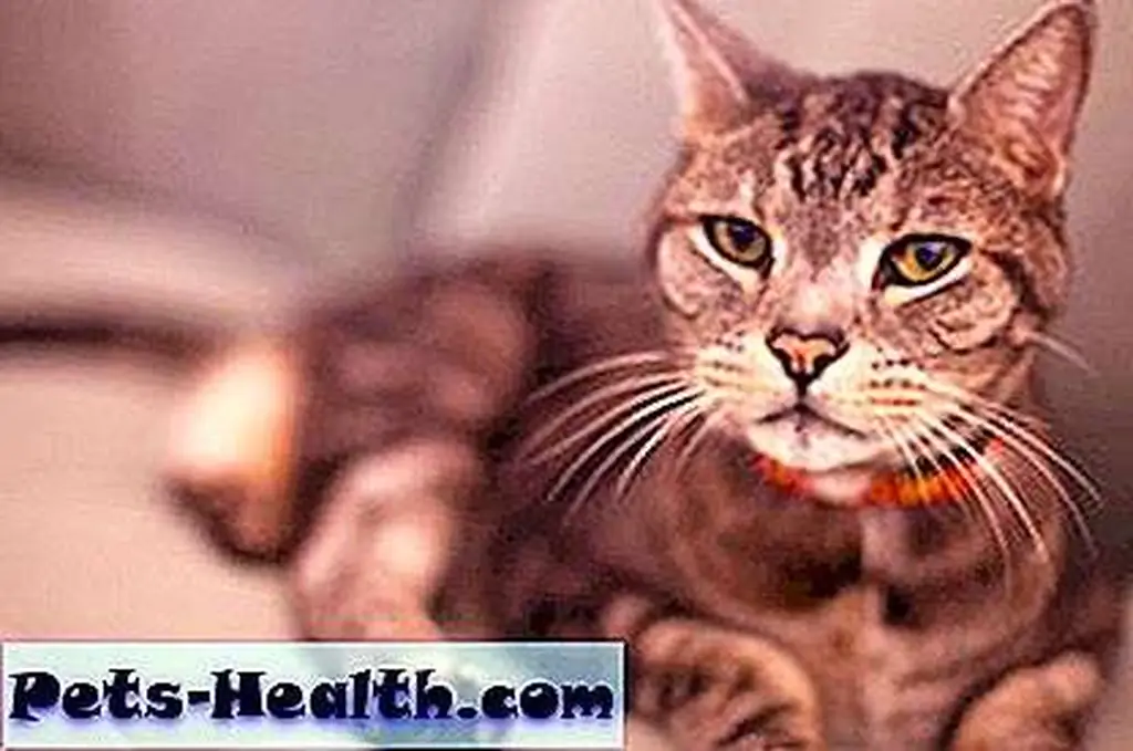 He makes everything better.